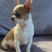 Adulti Chihuahua