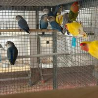 Inseparabili giovani