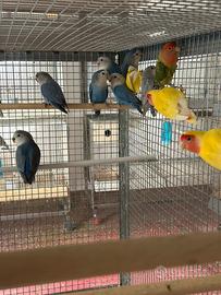 Inseparabili giovani