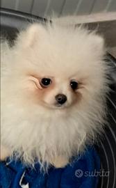 Spitz Pomerania