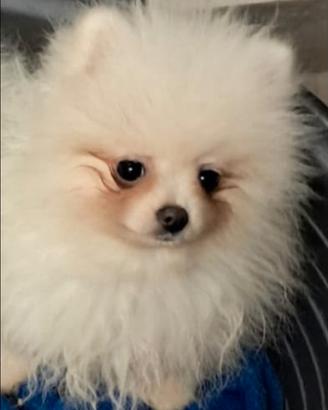Spitz Pomerania