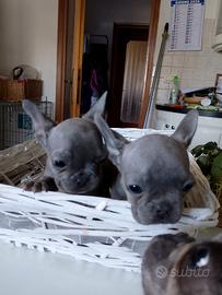 Due cucciole blu di bulldog francese