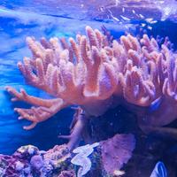 Corallo marino