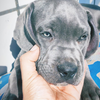 Cuccioli cane Corso grigio blue e nero