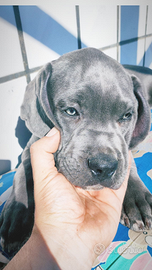 Cuccioli cane Corso grigio blue e nero