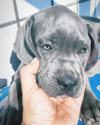 Cuccioli cane Corso grigio blue e nero