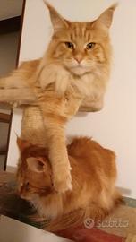 Maine coon