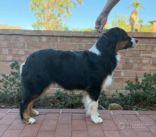 Australian Shepherd pastore australiano cucciolo