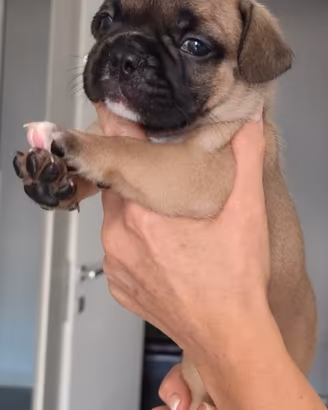 bulldogfrancese 