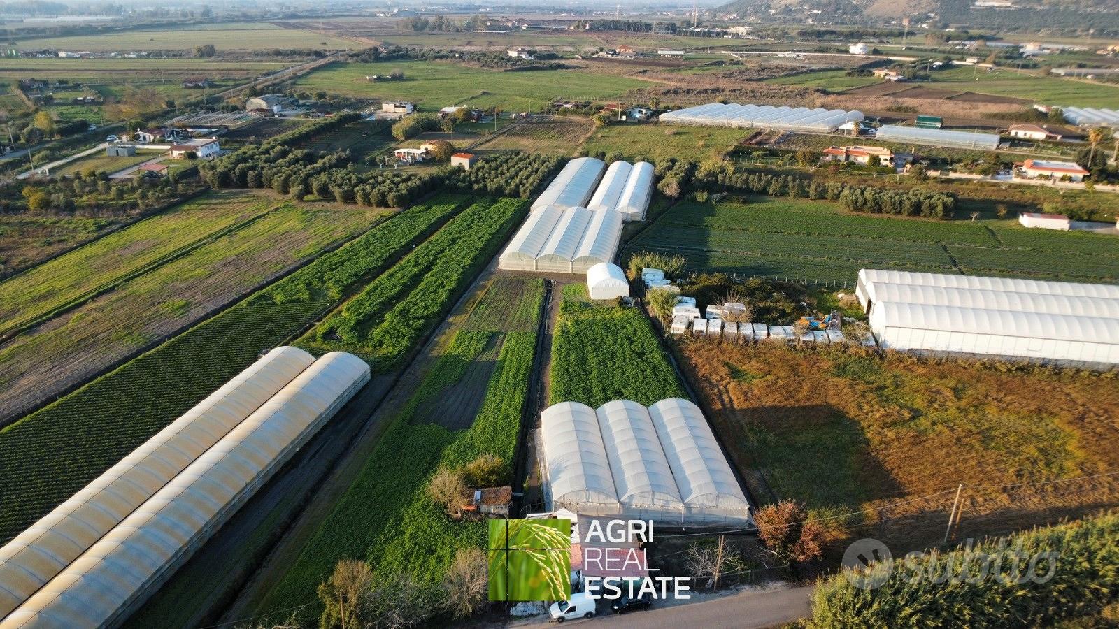 Terreno 5.000 mq ca. con serre | TR468 - Vista 3