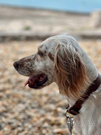 CUCCIOLI SETTER INGLESE