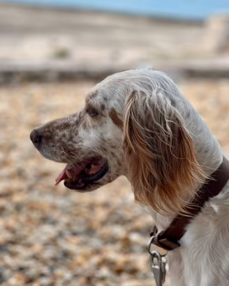 CUCCIOLI SETTER INGLESE