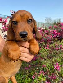 Cuccioli di Dachsbracke