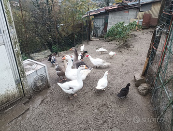 Oce anatre mute e germani