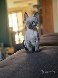 Cucciolo gatto bengala snow