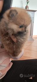 Spitz di pomerania nano
