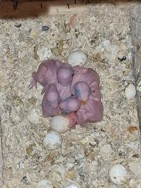 Pulli Parrocchetti dal collare