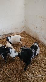 Caprette nane tibetane mini