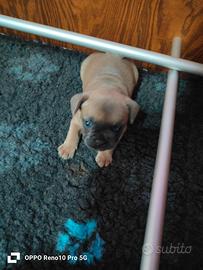 Bulldog francese