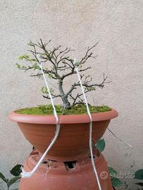Pre bonsai yamadori di olmo campestre 