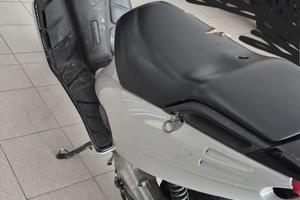 Scoter