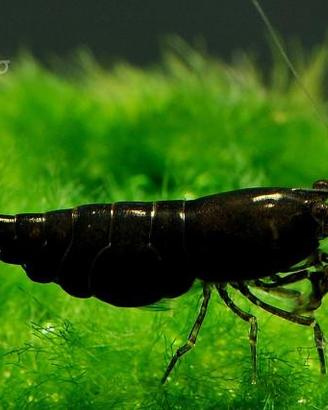 Neocaridine Davidi Black Rose Sakura selezionate