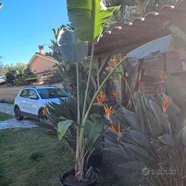 Strelitzia nicolai