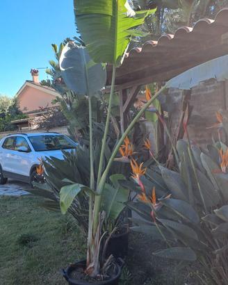 Strelitzia nicolai
