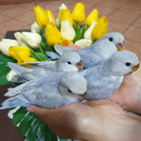 Roseicollis in fase di svezzamento a mano