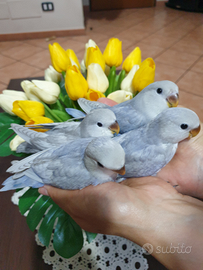 Roseicollis in fase di svezzamento a mano