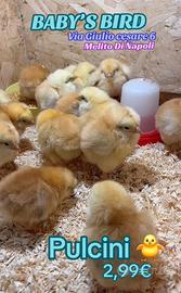 Pulcini