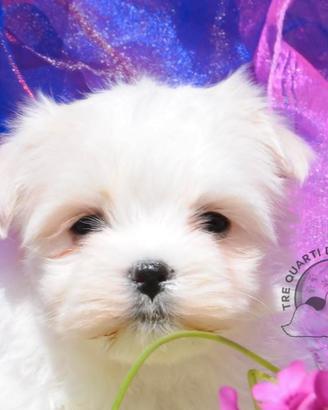 Maltese Mini Toy Allevamento Master ENCI