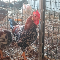 Gallo millefiori di Lonigo