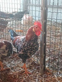 Gallo millefiori di Lonigo
