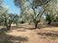 Immagine 29