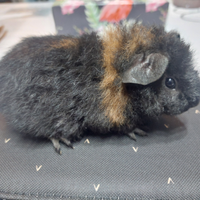 Porcellini d'india us teddy