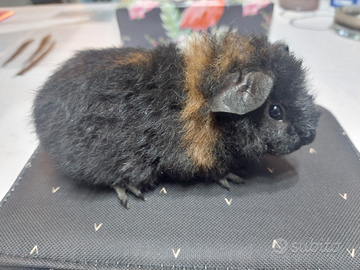 Porcellini d'india us teddy