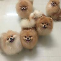 Volpino spitz nano tedesco POMERANIA