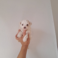 Maltipoo femmina