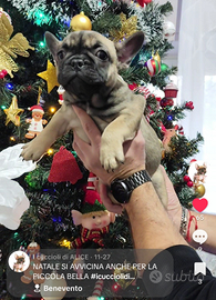 ULTIMA CUCCIOLA Bulldog francese esotico