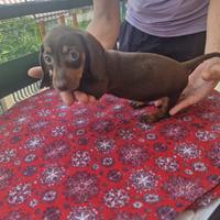 Cuccioli di bassotto color cioccolato