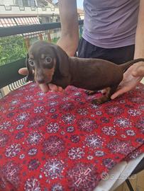 Cuccioli di bassotto color cioccolato