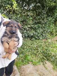 Cuccioli di pastore tedesco