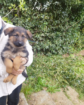 Cuccioli di pastore tedesco