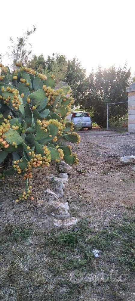Salento - Altro