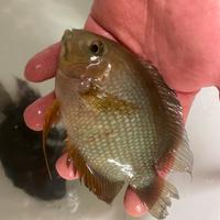 Heros Severum Rocktail