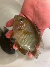 Heros Severum Rocktail