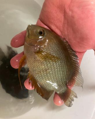 Heros Severum Rocktail