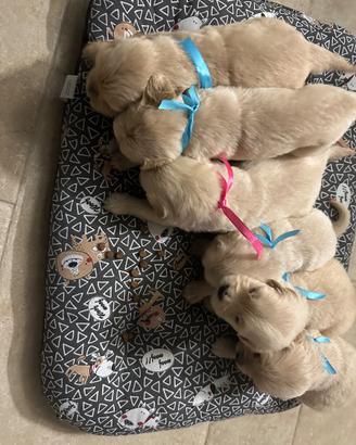 Cuccioli golden Retriever