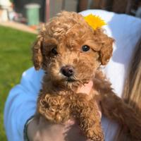 Barboncino mini Toy fulvo